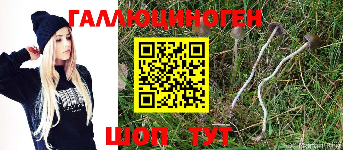 Псилоцибиновые грибы Psilocybe  Псилоцибиновые грибы мицелий  магазин    Иваново  Вход с VPN 